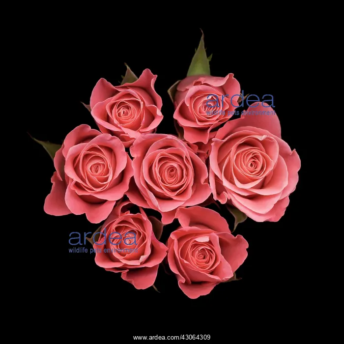 : Rose, Rosa : Rose, Rosa