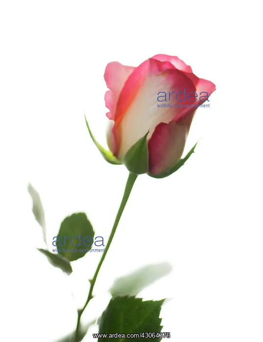 : Rose, Rosa : Rose, Rosa