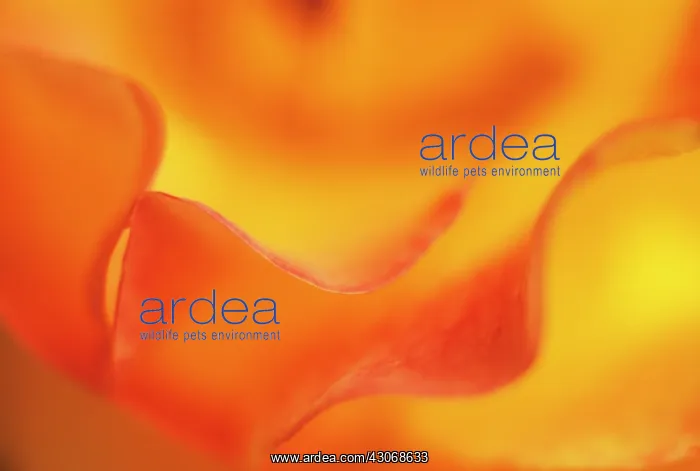 : Rose, Rosa : Rose, Rosa