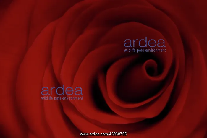 : Rose, Rosa : Rose, Rosa