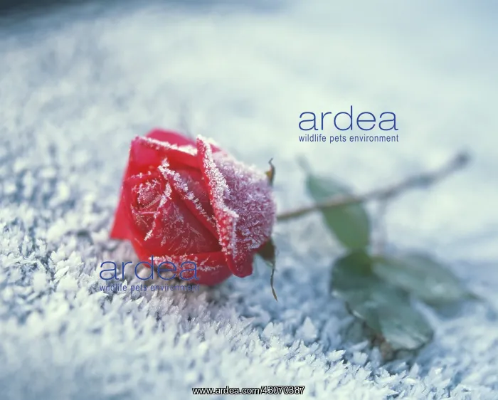 : Rose, Rosa : Rose, Rosa