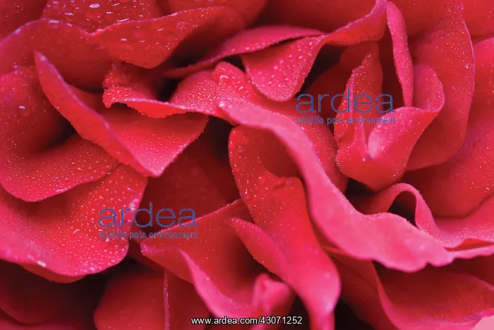 : Rose, Rosa : Rose, Rosa