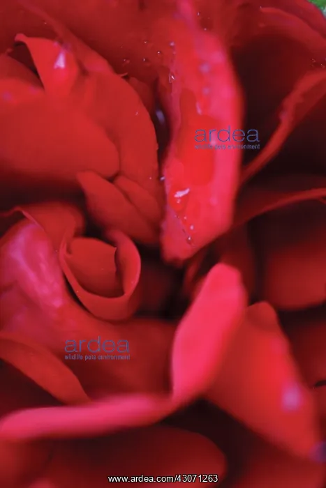 : Rose, Rosa : Rose, Rosa