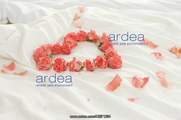 : Rose, Rosa : Rose, Rosa