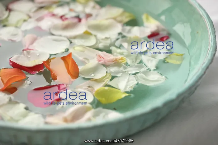 : Rose, Rosa : Rose, Rosa