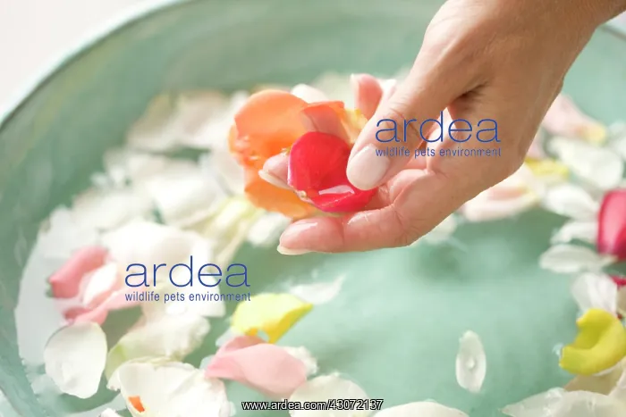 : Rose, Rosa