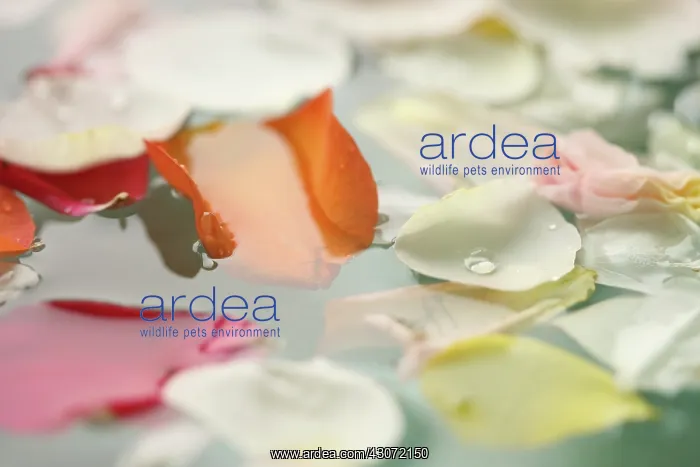 : Rose, Rosa : Rose, Rosa