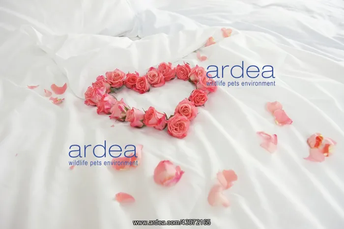: Rose, Rosa : Rose, Rosa