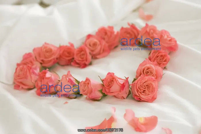 : Rose, Rosa : Rose, Rosa