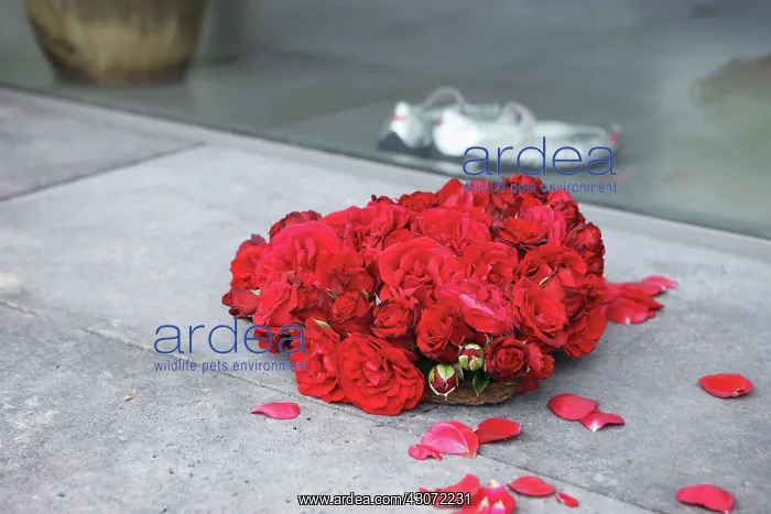 : Rose, Rosa : Rose, Rosa