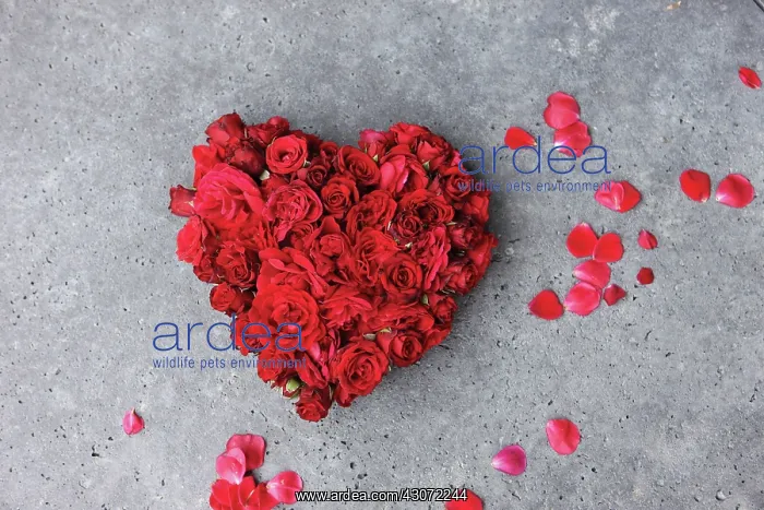 : Rose, Rosa : Rose, Rosa