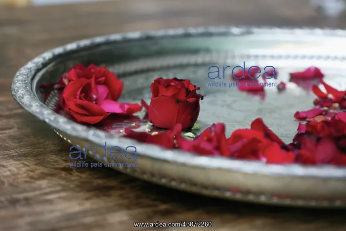 : Rose, Rosa : Rose, Rosa