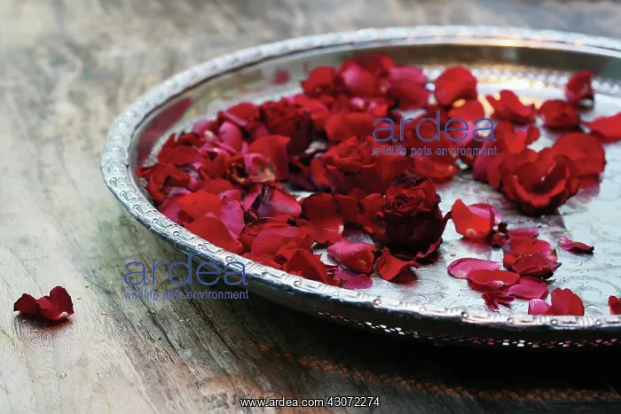 : Rose, Rosa : Rose, Rosa