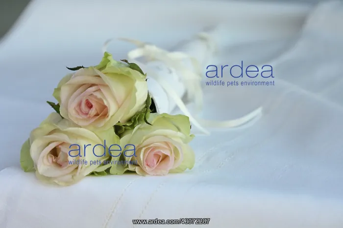 : Rose, Rosa : Rose, Rosa