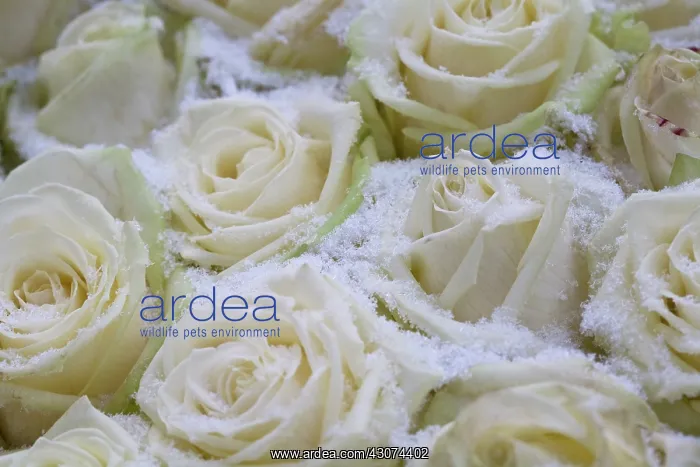  : Rose, Rosa