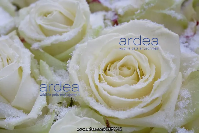 : Rose, Rosa : Rose, Rosa