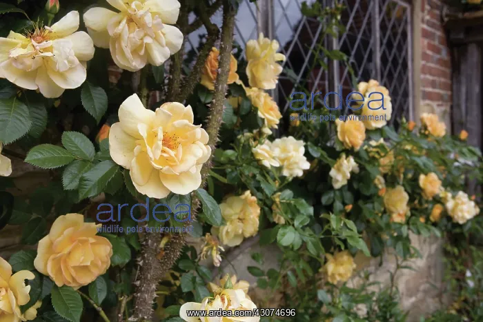 : Rose, Rosa : Rose, Rosa