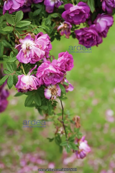 : Rose, Rosa : Rose, Rosa