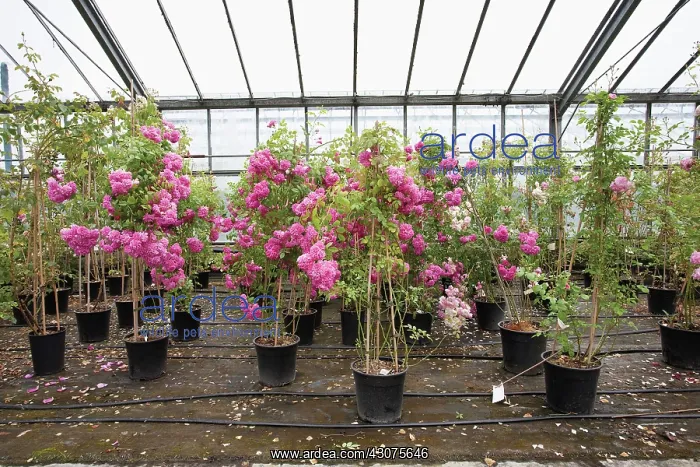 : Rose, Rosa : Rose, Rosa