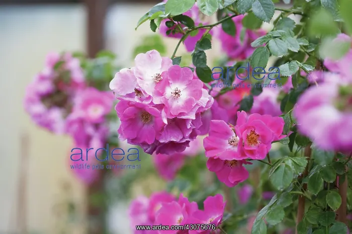 : Rose, Rosa : Rose, Rosa