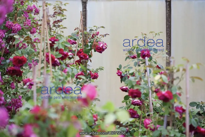 : Rose, Rosa : Rose, Rosa