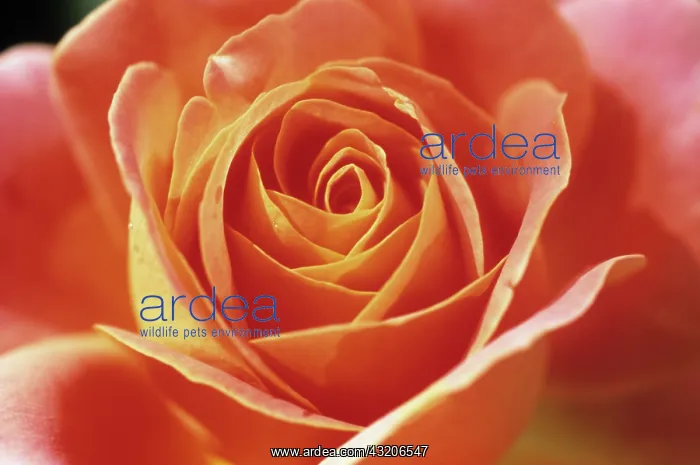  : Rose, Rosa