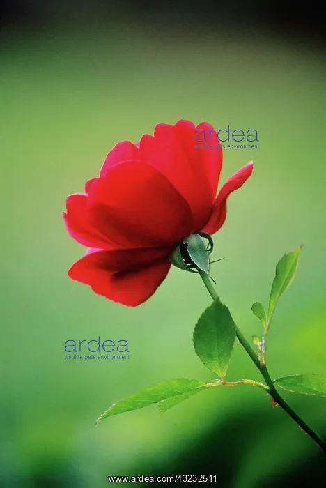 : Rose, Rosa : Rose, Rosa