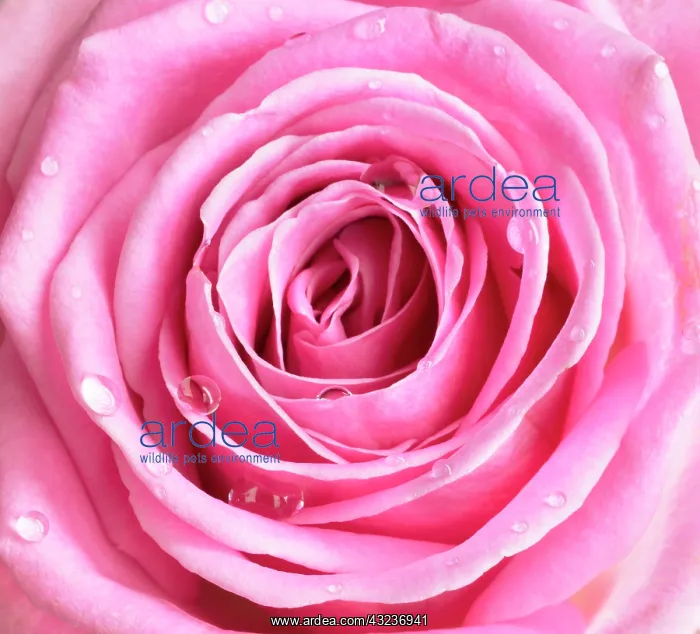 : Rose, Rosa : Rose, Rosa