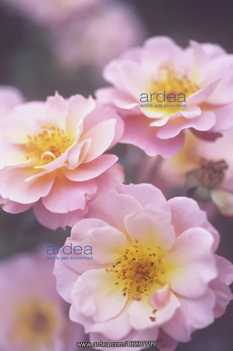 : Rose, Rosa : Rose, Rosa