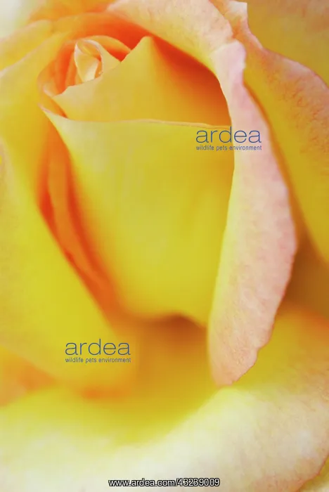 : Rose, Rosa : Rose, Rosa