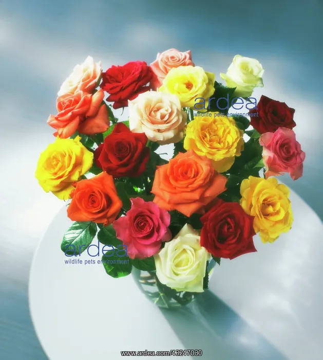  : Rose, Rosa