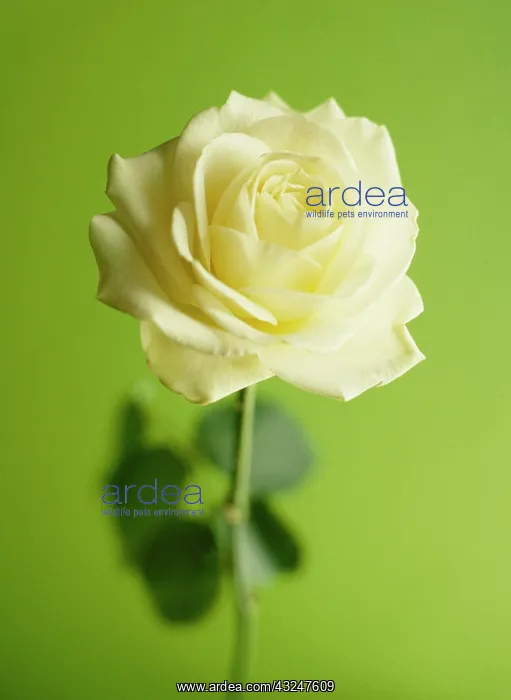 : Rose, Rosa : Rose, Rosa