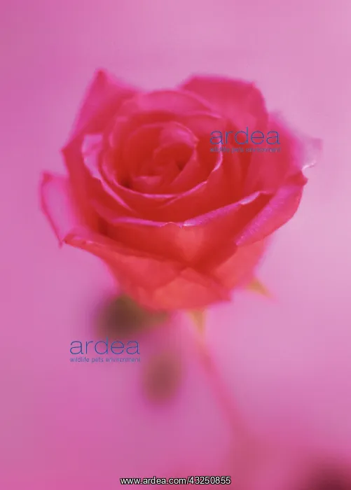: Rose, Rosa : Rose, Rosa