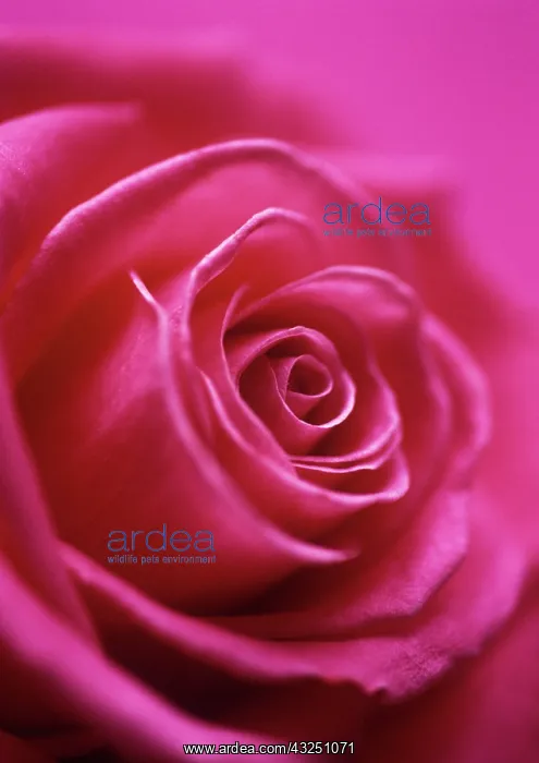 : Rose, Rosa : Rose, Rosa