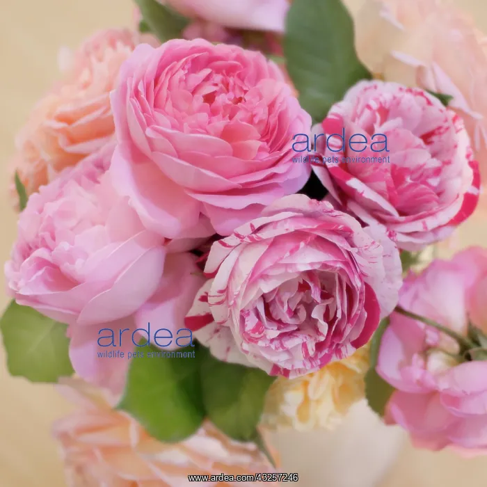  : Rose, Rosa