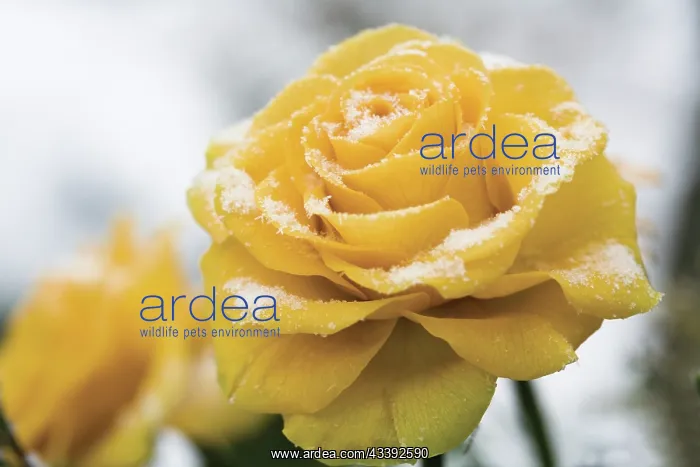 : Rose, Rosa : Rose, Rosa
