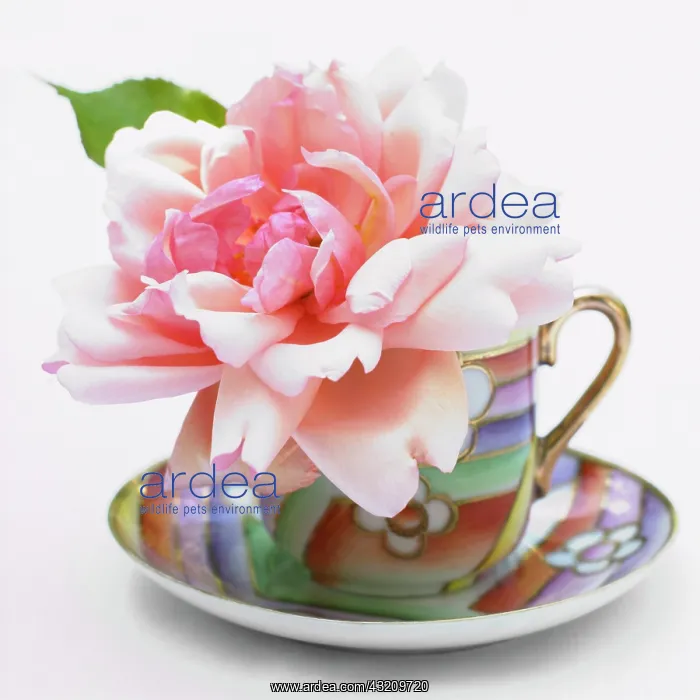 : Rose, Rosa Albertine : Rose, Rosa Albertine