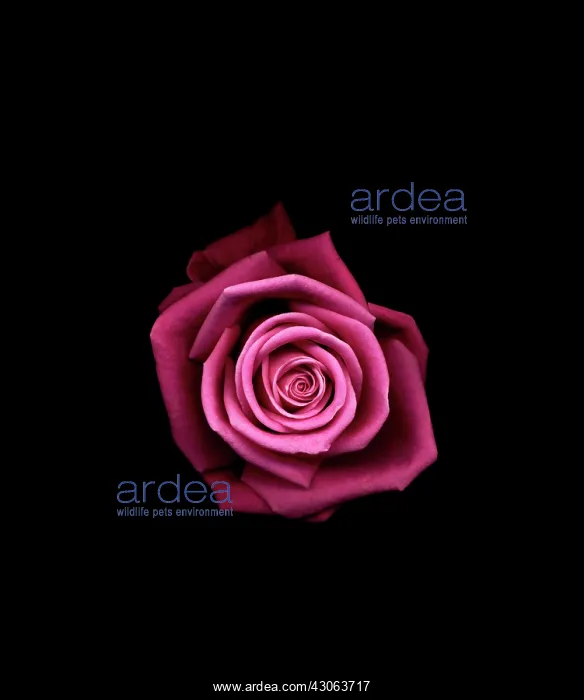 : Rose, Rosa Aqua : Rose, Rosa Aqua