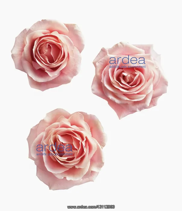 : Rose, Rosa, Ariel view of three pink roses cut out : Rose, Rosa, Ariel view of three pink roses cut out