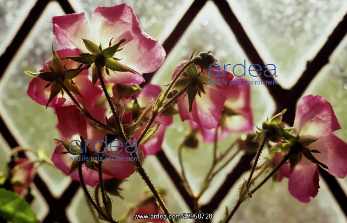 : Rose, Rosa Ballerina : Rose, Rosa Ballerina