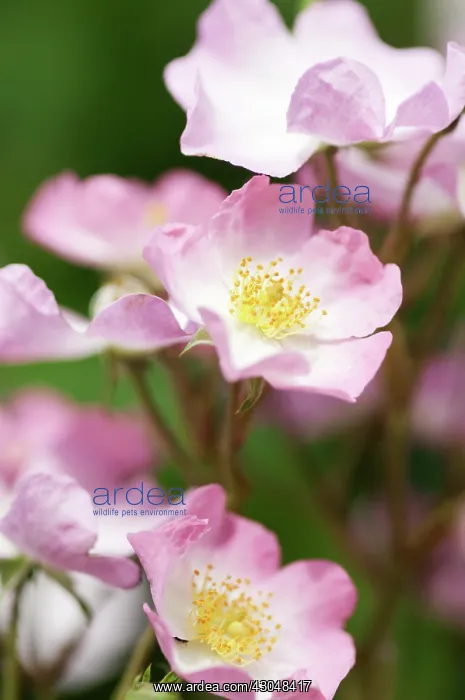: Rose, Rosa Ballerina : Rose, Rosa Ballerina