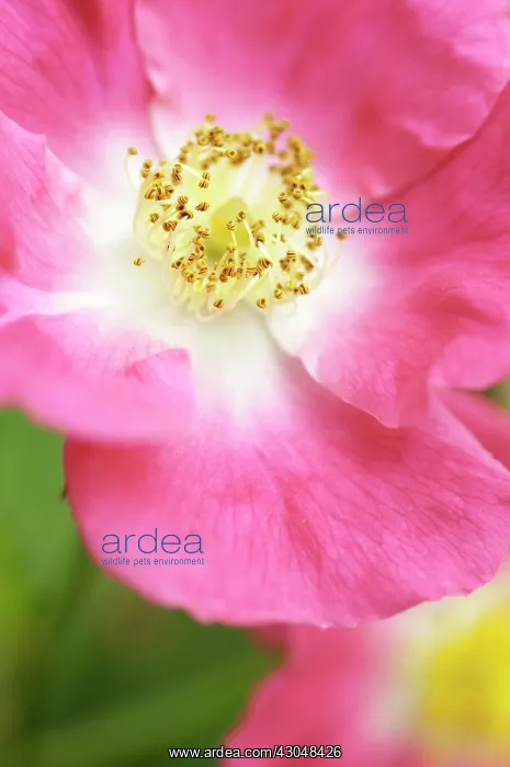 : Rose, Rosa Ballerina : Rose, Rosa Ballerina