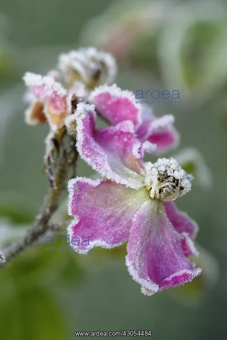 : Rose, Rosa Ballerina : Rose, Rosa Ballerina