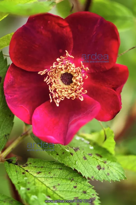 : Rose, Rosa Basye's Purple Rose, Red subject : Rose, Rosa Basye's Purple Rose, Red subject