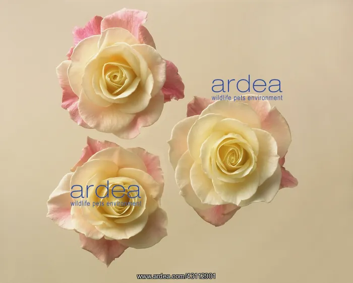: Rose, Rosa, Three bicolour roses, the centres cream : Rose, Rosa, Three bicolour roses, the centres cream