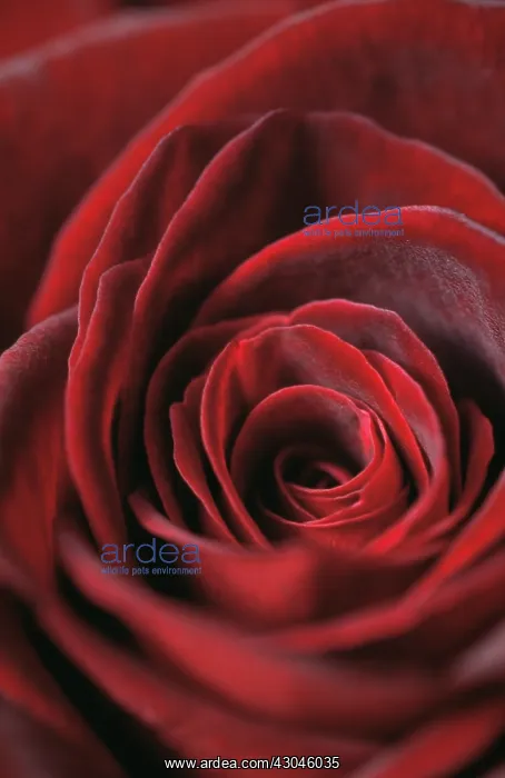 : Rose, Rosa Black baccara : Rose, Rosa Black baccara