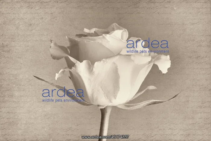 : Rose, Rosa, black & white side view against a manuscript bac : Rose, Rosa, black & white side view against a manuscript bac