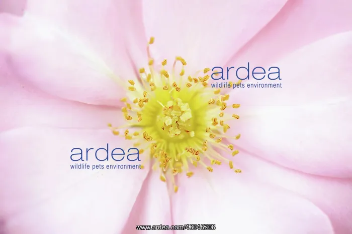 : Rose, Rosa canina, Wild rose, Dog rose : Rose, Rosa canina, Wild rose, Dog rose