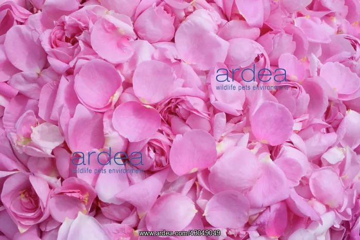 : Rose, Rosa centifolia : Rose, Rosa centifolia