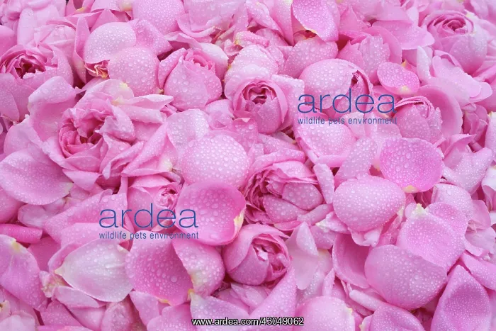 : Rose, Rosa centifolia : Rose, Rosa centifolia
